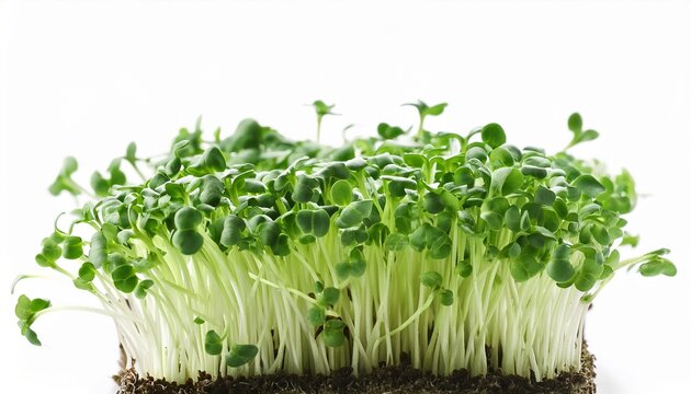 fresh broccoli microgreens sprouts on white background