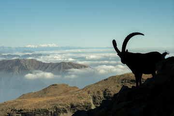 Alpine ibex standing among the Alps Mountains, silhouette (Capra ibex).