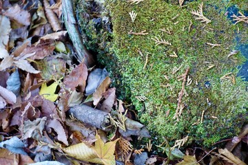 Naklejka premium 苔の生えた切り株と落葉