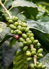 Close up view of coffee beans or coffee fruits or coffee cherries