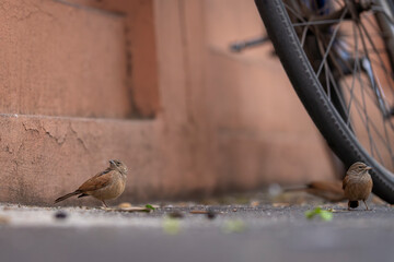 House bunting (Emberiza sahari), in Morocco the species is regarded as sacred and are very tame....