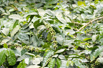 Close up view of coffee beans or coffee fruits or coffee cherries