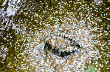 coins in a pond