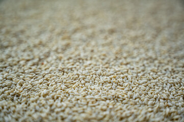 Close-up of sesame seeds placed in a plate.