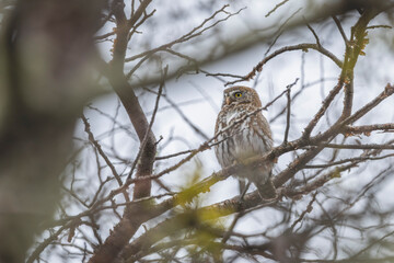 Chuncho Austral, Magallanes, Patagonia, Chile.