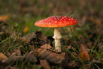 Poisonous mushroom in wet autumn forest