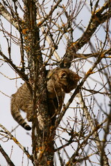 Cat climbing a tree looking down in fear
