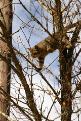 Cat climbing a tree looking down in fear
