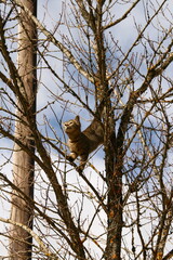 Cat climbing a tree looking down in fear