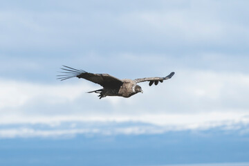 Cóndor Andino, Patagonia, Magallanes, Chile