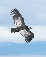 Cóndor Andino, Patagonia, Magallanes, Chile