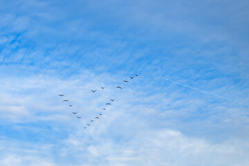 A flock of birds and a plane in the sky
