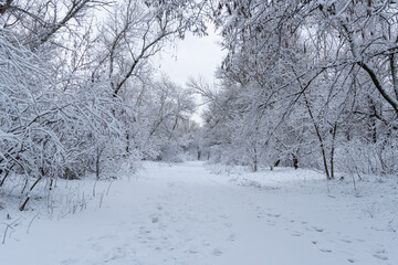 Trees in covered with snow on frosty winter day. Winter landscapes of new year and snowfall of christmas. Bare tree branches covered in white snow in forest. Ice crystals and sleet on winter tree.