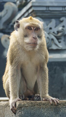 Adult macaque seated on temple stone against detailed relief Nusa Penida Kelingking Beach Bali 