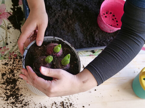 Planting Hyacinth flower bulbs - Overhead View of Gardener Planting Three Hyacinth Bulbs in Pot - Powered by Adobe