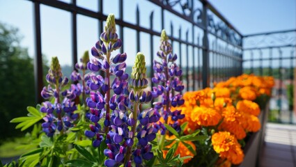 Purple lupine flowers and vibrant orange marigolds blooming in a planter box on a sunny balcony, offering a seasonal garden view and cheerful outdoor decoration