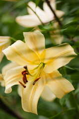 Soft Yellow Flower of Giant Orienpet Tree Lily Honeymoon