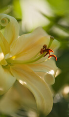 Soft Yellow Flower of Giant Orienpet Tree Lily Honeymoon