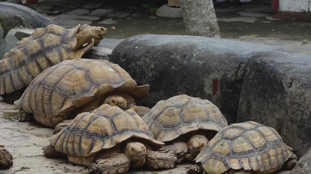 Group of African Spurred Tortoises Resting Together Near Rocks