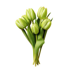 green tulips bouquet on red, Green Tulip Bouquet Displayed on a Bold Red Background with Fresh, Vibrant Contrast, isolated on transparent background