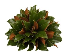 Lush green plant arrangement space decorative modern view isolated on transparent background