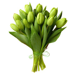 green tulips bouquet on red, Green Tulip Bouquet Displayed on a Bold Red Background with Fresh, Vibrant Contrast, isolated on transparent background