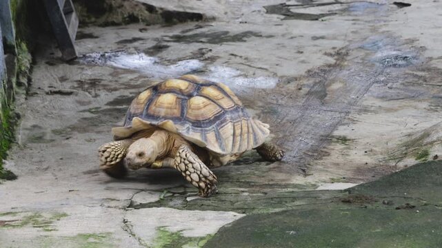 African Spurred Tortoise Moving Quickly on Concrete Ground