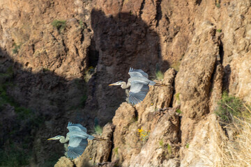 Great Blue Heron in flight. 