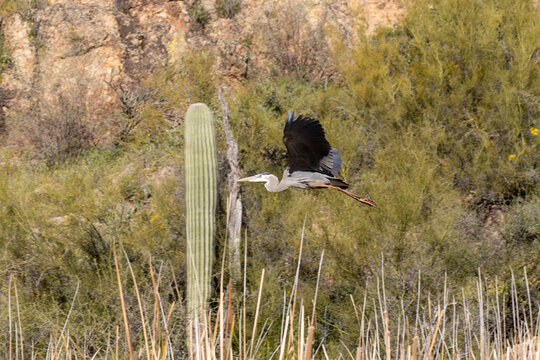 Great Blue Heron in Flight