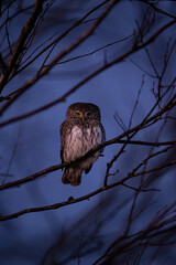 Pygmy owl in the last glow of dusk