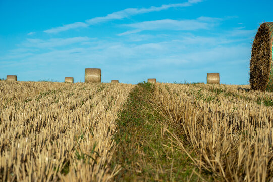 A wide harvested field shows round straw bales lined up against a clear blue sky, highlighting a peaceful rural scene