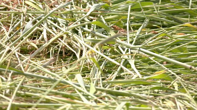 Grassland with raked mown grass for haymaking. Row of mown grass. Haymaking. Windrows of freshly mown grass are drying in a field, ready to be turned into hay
