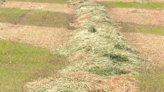 Grassland with raked mown grass for haymaking. Row of mown grass. Haymaking. Windrows of freshly mown grass are drying in a field, ready to be turned into hay
