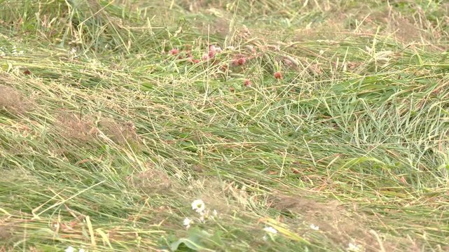 Grassland with raked mown grass for haymaking. Row of mown grass. Haymaking. Windrows of freshly mown grass are drying in a field, ready to be turned into hay

