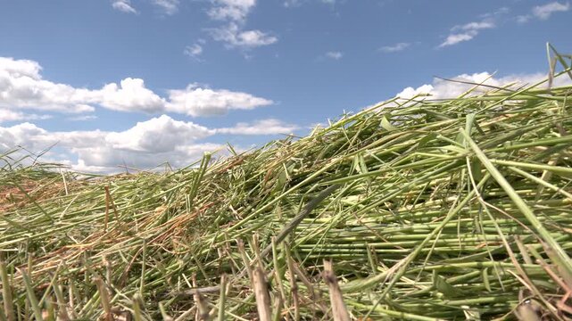 Grassland with raked mown grass for haymaking. Row of mown grass. Haymaking. Windrows of freshly mown grass are drying in a field, ready to be turned into hay
