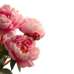 light pink peonies, Light pink peonies arranged artistically, displaying their fluffy blooms and contrasting green leaves in a natural setting, isolated on transparent background