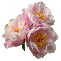 light pink peonies, Light pink peonies arranged artistically, displaying their fluffy blooms and contrasting green leaves in a natural setting, isolated on transparent background