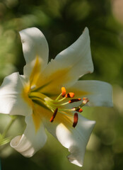 While lilium regale flower close-up. White Lilium regale album Flowers and Buds in Summer Garden. Chinese Trumpet Lilies