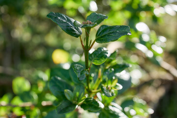 Green leaves of tropical plant in humid forest, Flores Island, Azores
