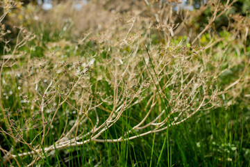 Dry wild plants in sunlit meadow, Flores Island, Azores