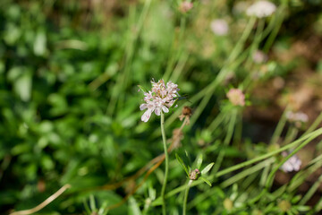 Single white wildflower in green meadow, Flores Island, Azores
