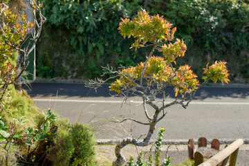 Small decorative tree with green foliage in Azores greenery