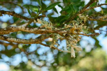 Branch with wild buds in tropical forest, Flores Island, Azores