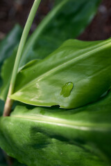 Green tropical leaf with sunlight in humid forest, Flores Island, Azores