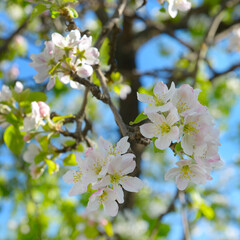 Delicate White Apple Tree Blossoms Against Blue Sky