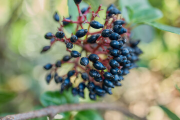 Cluster of dark berries on wild plant, Flores Island, Azores