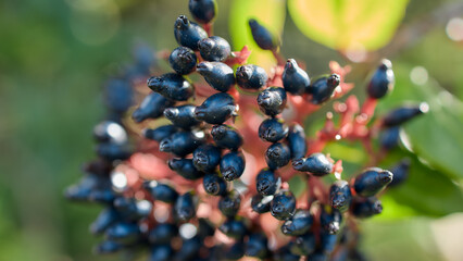 Close-up of berry cluster with soft bokeh, Flores Island, Azores