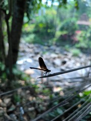 Close up photo of Calopteryx haemorrhoidalis, the Mediterranean damselfly or haemorrhoidal damselfly, is a species of damselfly in the family Calopterygidae.