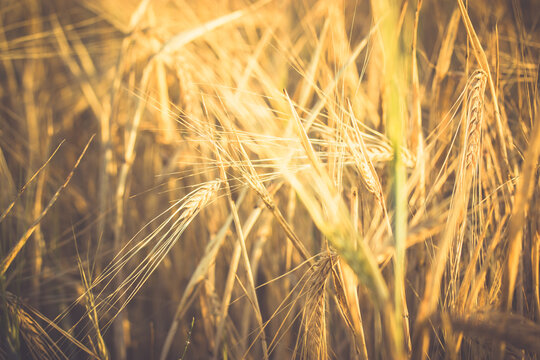 Wheat spike in a field, close-up. A detailed macro shot captures the beauty of a wheat spike, emphasizing the golden colors and textures of the crop. Cultivation crops and plants. Summertime harvest.