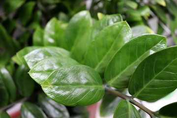 Zamioculca. Indoor decorative Zamioculca plant. Zamioculcas zamiifolia (Zanzibar Gem) in a pot, known as Fortune Plant. 